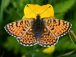 Attēlu rezultāti vaicājumam “Melitaea cinxia”
