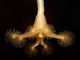 Attēlu rezultāti vaicājumam “Cribraria tenella stalked”