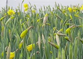 Attēlu rezultāti vaicājumam “Narcissus bud”