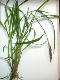 Attēlu rezultāti vaicājumam “Echinochloa crus-galli fruit”