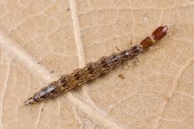 Attēlu rezultāti vaicājumam “Raphidioptera larva”