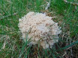 Attēlu rezultāti vaicājumam “Fuligo cinerea”