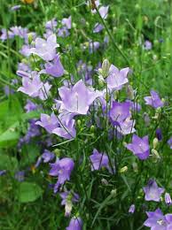 Attēlu rezultāti vaicājumam “Campanula rotundifolia flower”