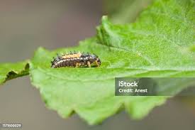 Attēlu rezultāti vaicājumam “Psyllobora vigintiduopunctata larva”