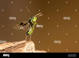 Attēlu rezultāti vaicājumam “Orthops campestris”