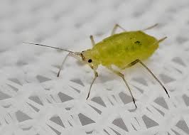 Attēlu rezultāti vaicājumam “Drepanosiphum platanoidis”