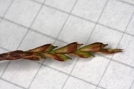 Attēlu rezultāti vaicājumam “Carex digitata leaf”