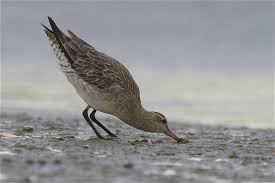 Attēlu rezultāti vaicājumam “Limosa lapponica adult”