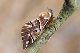 Attēlu rezultāti vaicājumam “Endromis versicolora”