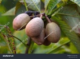 Attēlu rezultāti vaicājumam “Aesculus x neglecta”