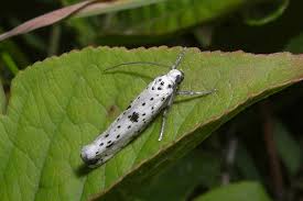 Attēlu rezultāti vaicājumam “Yponomeuta plumbella”