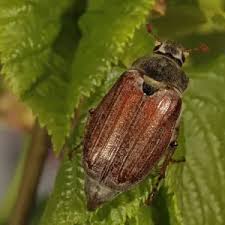 Attēlu rezultāti vaicājumam “Melolontha melolontha”