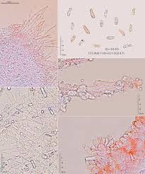 Attēlu rezultāti vaicājumam “Ceriporia viridans”