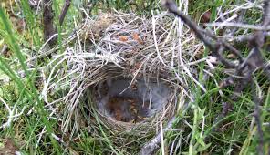 Attēlu rezultāti vaicājumam “Phylloscopus trochilus nest”