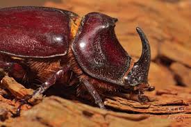 Attēlu rezultāti vaicājumam “Oryctes nasicornis”