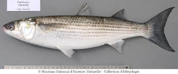 Image result for Liza aurata