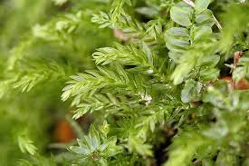 Attēlu rezultāti vaicājumam “Orthotrichum pumilum sporophyte”