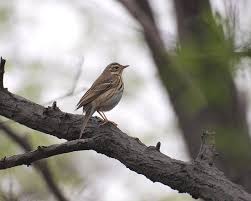 Image result for Anthus hodgsoni