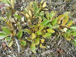 Attēlu rezultāti vaicājumam “Melampsora magnusiana”