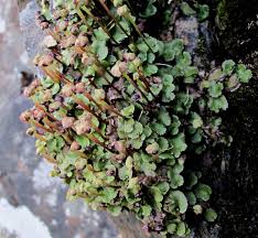 Attēlu rezultāti vaicājumam “Preissia quadrata”