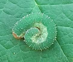 Attēlu rezultāti vaicājumam “Allantus cinctus”