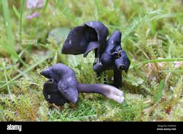 Attēlu rezultāti vaicājumam “Helvella atra”