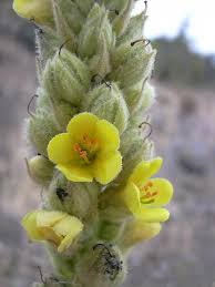 Attēlu rezultāti vaicājumam “Verbascum thapsus fruit”