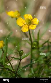 Attēlu rezultāti vaicājumam “Ranunculus auricomus”