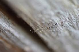 Attēlu rezultāti vaicājumam “Chaenotheca phaeocephala”