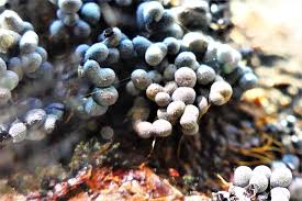 Attēlu rezultāti vaicājumam “Badhamia capsulifera stalked”