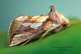 Attēlu rezultāti vaicājumam “Plusia festucae”