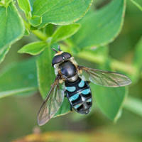 Attēlu rezultāti vaicājumam “Didea alneti”