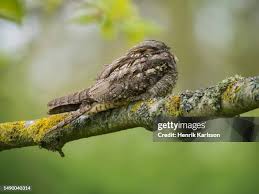 Attēlu rezultāti vaicājumam “Caprimulgus europaeus”