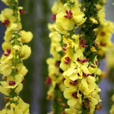 Attēlu rezultāti vaicājumam “Verbascum nigrum leaf”