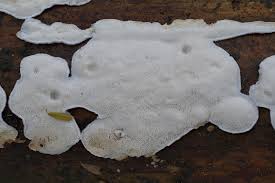 Attēlu rezultāti vaicājumam “Skeletocutis nivea”