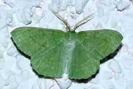 Attēlu rezultāti vaicājumam “Geometra papilionaria”