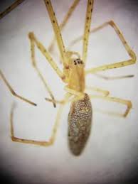 Attēlu rezultāti vaicājumam “Tetragnatha extensa”