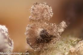 Attēlu rezultāti vaicājumam “Didymium clavus stalked”