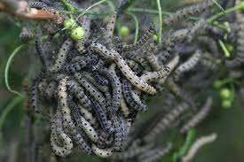 Attēlu rezultāti vaicājumam “Yponomeuta malinellus / cagnagella”