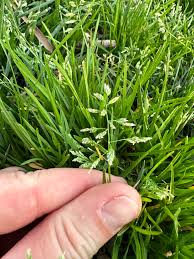 Attēlu rezultāti vaicājumam “Poa pratensis”