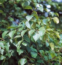 Attēlu rezultāti vaicājumam “Betula pubescens leaf”