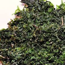 Attēlu rezultāti vaicājumam “Jungermannia sphaerocarpa”