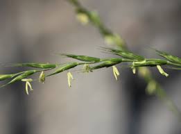 Attēlu rezultāti vaicājumam “Elymus caninus”