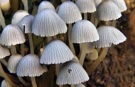Attēlu rezultāti vaicājumam “Coprinus disseminatus”
