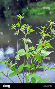 Attēlu rezultāti vaicājumam “Bidens frondosa”