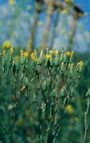 Attēlu rezultāti vaicājumam “Crepis paludosa fruit”