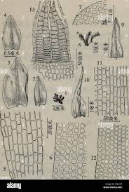 Attēlu rezultāti vaicājumam “Orthotrichum affine var. affine”