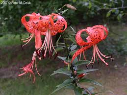 Attēlu rezultāti vaicājumam “Lilium lancifolium”