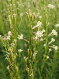 Attēlu rezultāti vaicājumam “Silene tatarica”