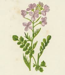 Attēlu rezultāti vaicājumam “Cardamine pratensis flower”